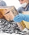 Вылов анчоуса Вылов анчоуса